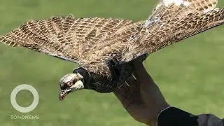 Ilmuwan Gabungkan Drone dan Burung untuk Jadi Mata-Mata