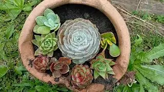 Collection of seedlings and production of garden arrangements