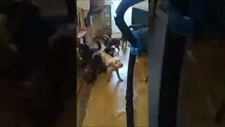 Псарня в квартире 120 собак,Тольятти.