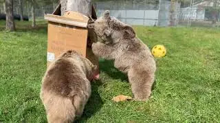 This is such a fun video. Susan put a box up in the tree and then let Jenny &Amy out to investigate.