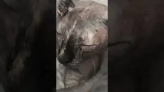 Канадский сфинкс Хана, лучшая кошка на свете. Навсегда в моем сердце. Бесконечно люблю, скучаю.
