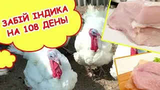 Забій індика БІГ-6 на 108 день!