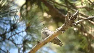Corsican Nuthatch - Sitta whiteheadi is perching on a branch