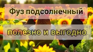 Фуз подсолнечный для кур: полезно и выгодно