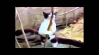 ПЬЯНЫЙ СТРИПТИЗ! / Funny animals! Fun!)))