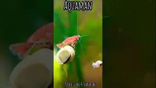 Snail🐌&🦐Shrimp - Love Story❤️#shorts