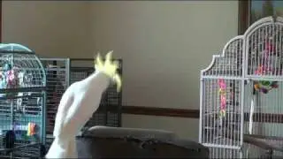 Snowball's Tribute to Michael Jackson