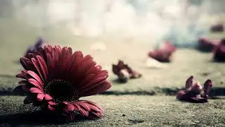 Verty: My Wild Flower (Original Mix)