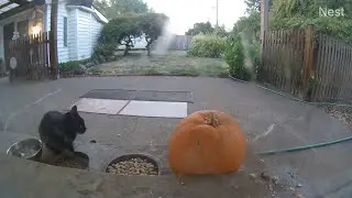 KiKi Panther cautiously approaches this morning then grabs a quick bite (mMc 2662)