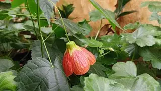 Черенкую Абутилон.