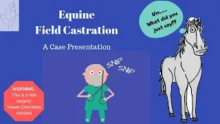 Equine Field Castration: A Case Presentation