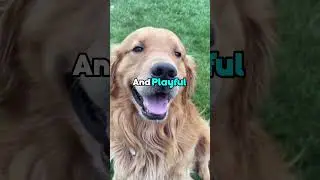 3 MOST FUN Dog Breeds 
