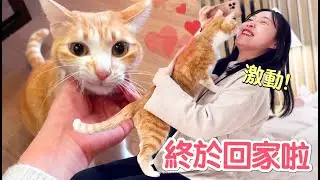 貓奴不在20天(下)媽寶貓迎接媽媽回家激動的又氣又喜｜傲嬌爸的養貓日常