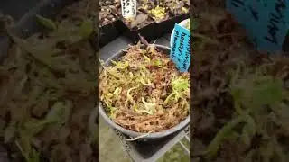Propagation - Walk around with us & witness first hand lots of amazing plants coming Up!