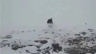 Bluebird vid