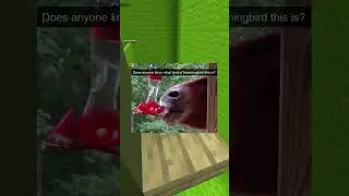 Cute Pet Memes 