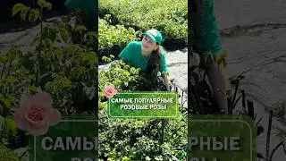 Розовые розы🌹 ТОП 3 