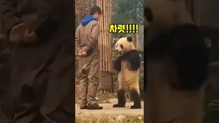 전투력 측정이 불가능한 동물