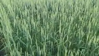 Выращивание органической пшеницы.Часть 5.