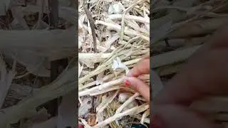 Garlic farming 🔥 gujarat #agriculture #satisfying #shot #garlic #cutting