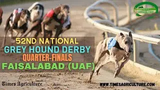 Dog Racing Faisalabad 52nd National Grey Hound Derby Quarter Finals Faisalabad | डॉग रेसिंग