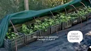 ☑️Как вырастить Рассаду Клубники от А до Я.❗Схема обработок и подкормок💯