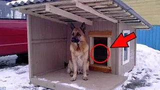 The dog did not enter the warm booth for the second night. The owner was shocked to find out who was