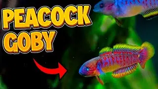 *MUST HAVE* Fish That No One Talks About?! - Great For Beginners!