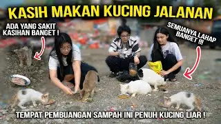 KASIH MAKAN KUCING JALANAN