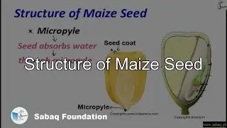 Structure of Maize Seed, General Science Lecture | Sabaq.pk