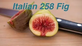 New year, but same wonderful fig! (Italian 258 taste test round 2)