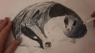 Мастер класс Рисунок Барсуки