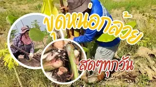 วันนี้จะพาทุกคนไปดูการขุดหน่อกล้วย🍌