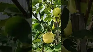 НАША ЯБЛОНЬКА БЕЛЫЙ НАЛИВ. ПЕРВЫЙ УРОЖАЙ.