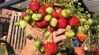 PANEN STRAWBERRY DI POT part 2