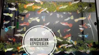BİTKİLİ AKVARYUMA | RENGARENK LEPİSTESLER EKLEDİM