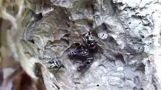 Baldfaced Hornet Behavior & Taxonomy.