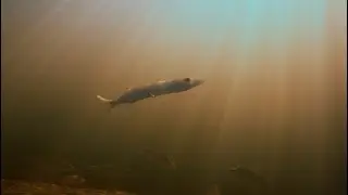 Видео аквариум 4