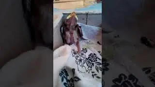 Кормление птенца) Видео с птицами