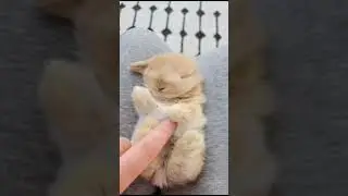 СЛАДКИХ СНОВ ! ...🌙