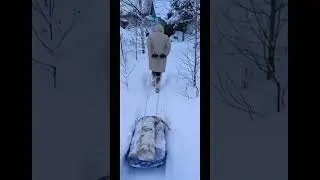 Кайфуй #shorts