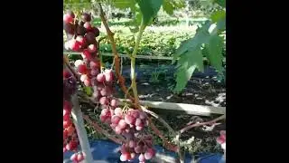 Воевода и Ландыш 2021.