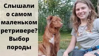 Толлер - он какой? Выбираете породу собаки? Всё о новошотланском ретривере. Выбор щенка, дрессировка