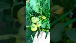 Томат Любаша