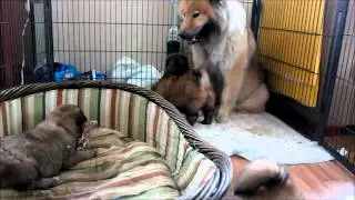 Eurasier Carve Canem H-kull 4 uker