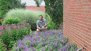 Lily turf (Liriope muscari) - Plant Identification