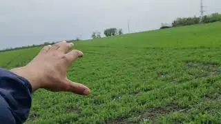 Горох вносим гербицид