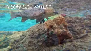 Inspirational Fish Video