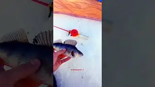 Зимняя рыбалка крупный Окунь