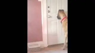 Great Dane getting mail